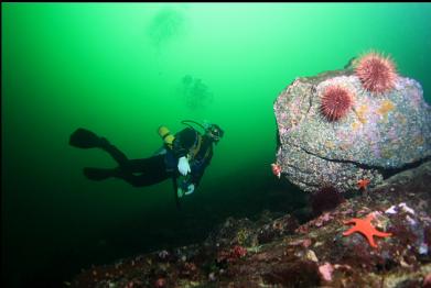 urchins on boulder