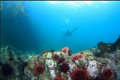 urchins wih sealion in background