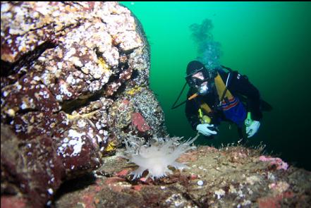 open circuit rebreather diver and nudibranch