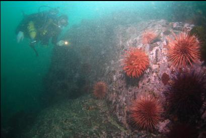 anemone and urchins