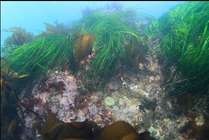 anemone, coraline algae and surfgrass near surface