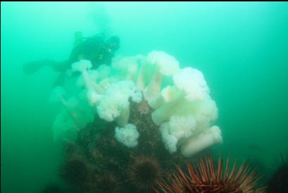 anemones on boulder