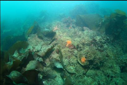 silty-looking bottom with orange burrowing cucumbers