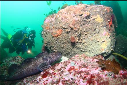 lingcod guarding eggs