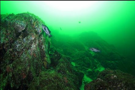 black rockfish