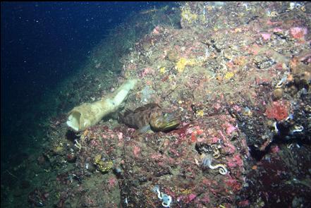 lingcod and sponge