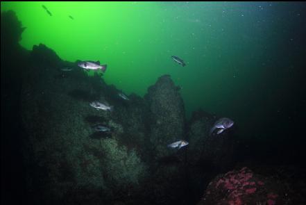 black rockfish