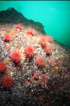 crimson anemones 