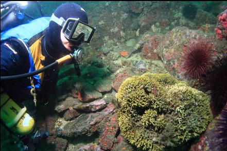 bryozoan colony