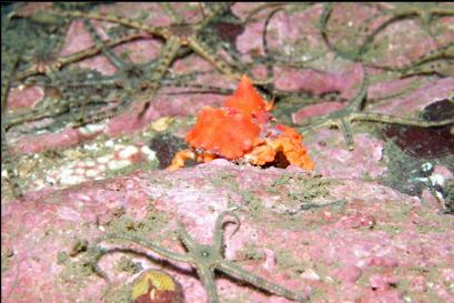 Puget Sound king crab and brittle stars