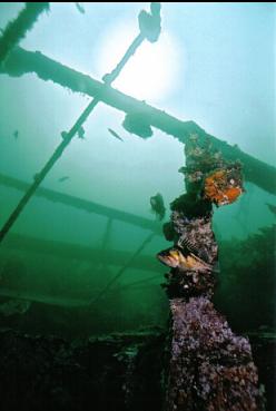 COPPER ROCKFISH ON WRECK