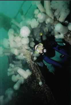 DIVER AND PLUMOSE ANEMONES