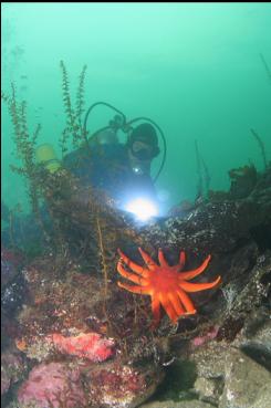 SEASTAR IN SHALLOWS