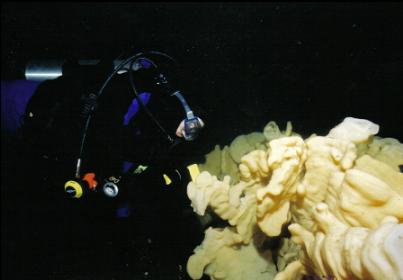 DIVER CAREFULLY LOOKING AT CLOUD SPONGE