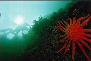 SUNFLOWER STAR