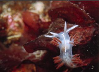 NUDIBRANCH