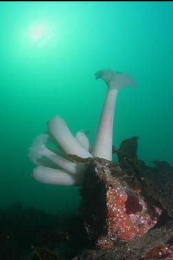 plumose anemones