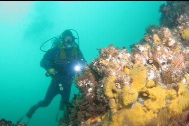 sulphur sponge and giant barnacles