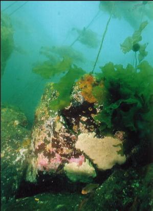 TUNICATES ON ROCK