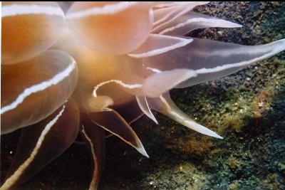 NUDIBRANCH HEAD