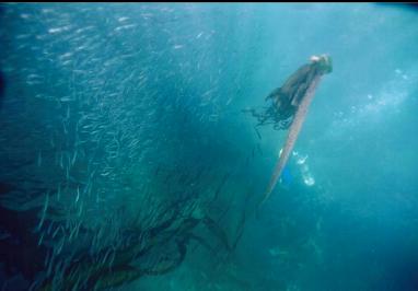 SCHOOL OF HERRING AND DIVER AT START OF DIVE