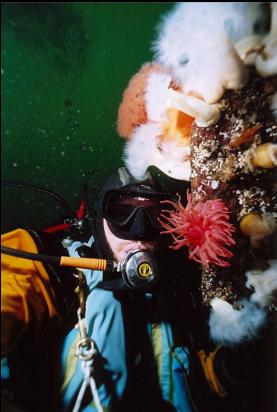 ANEMONES ON WALL