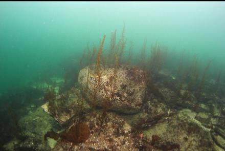 rocks in the shallows