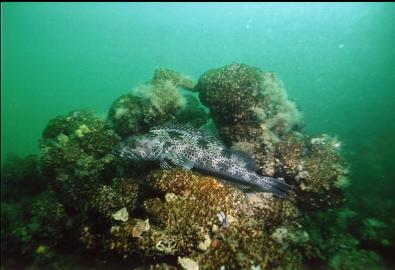 LINGCOD ON CEMENTED TUBEWORMS