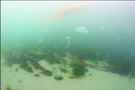 moon jellies