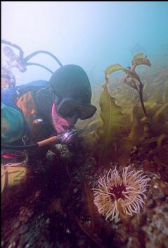 ANEMONE ON SAND