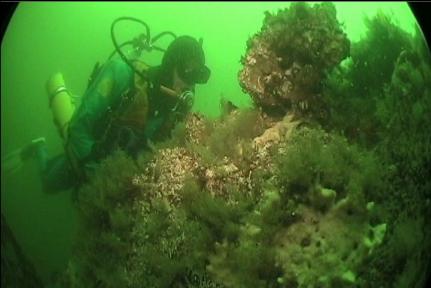 FEATHER HYDROIDS AND GIANT BARNACLES ON REEF