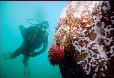 ANEMONE ON BOULDER