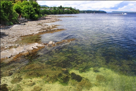 The shoreline near the boat ramp