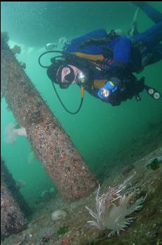 GIANT NUDIBRANCH UNDER DOCK