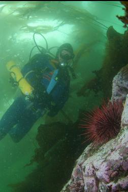 URCHIN IN SHALLOWS