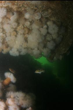 PLUMOSE ANEMONES AND ROCKFISH IN CAVERN