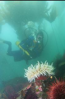 FISH-EATING ANEMONE AND URCHINS