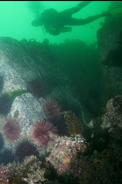 URCHINS ON BOULDER