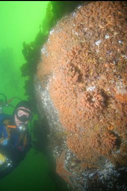 ZOANTHIDS ON BOULDER