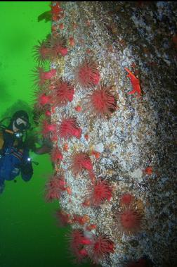 CRIMSON ANEMONES ON SIDE OF BOULDER