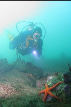 SEA STAR ON REEF