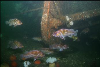 COPPER ROCKFISH UNDER BOW