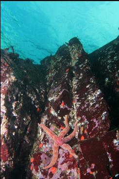 SEASTAR ON REEF