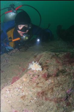 NUDIBRANCH