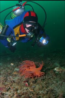 NUDIBRANCH OFF BEACH