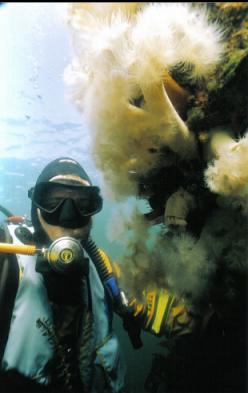 DIVER AND PLUMOSE ANEMONES