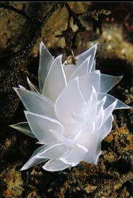 NUDIBRANCH