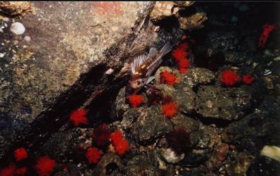 COPPER ROCKFISH AND ORANGE BURROWING CUCUMBERS