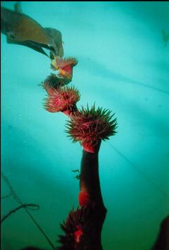 BROODING ANEMONES ON KELP