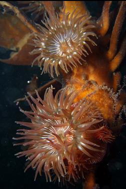 brooding anemones on kelp